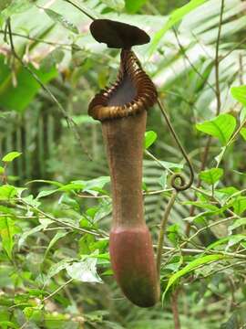 Image de Nepenthes edwardsiana Low ex Hook. fil.