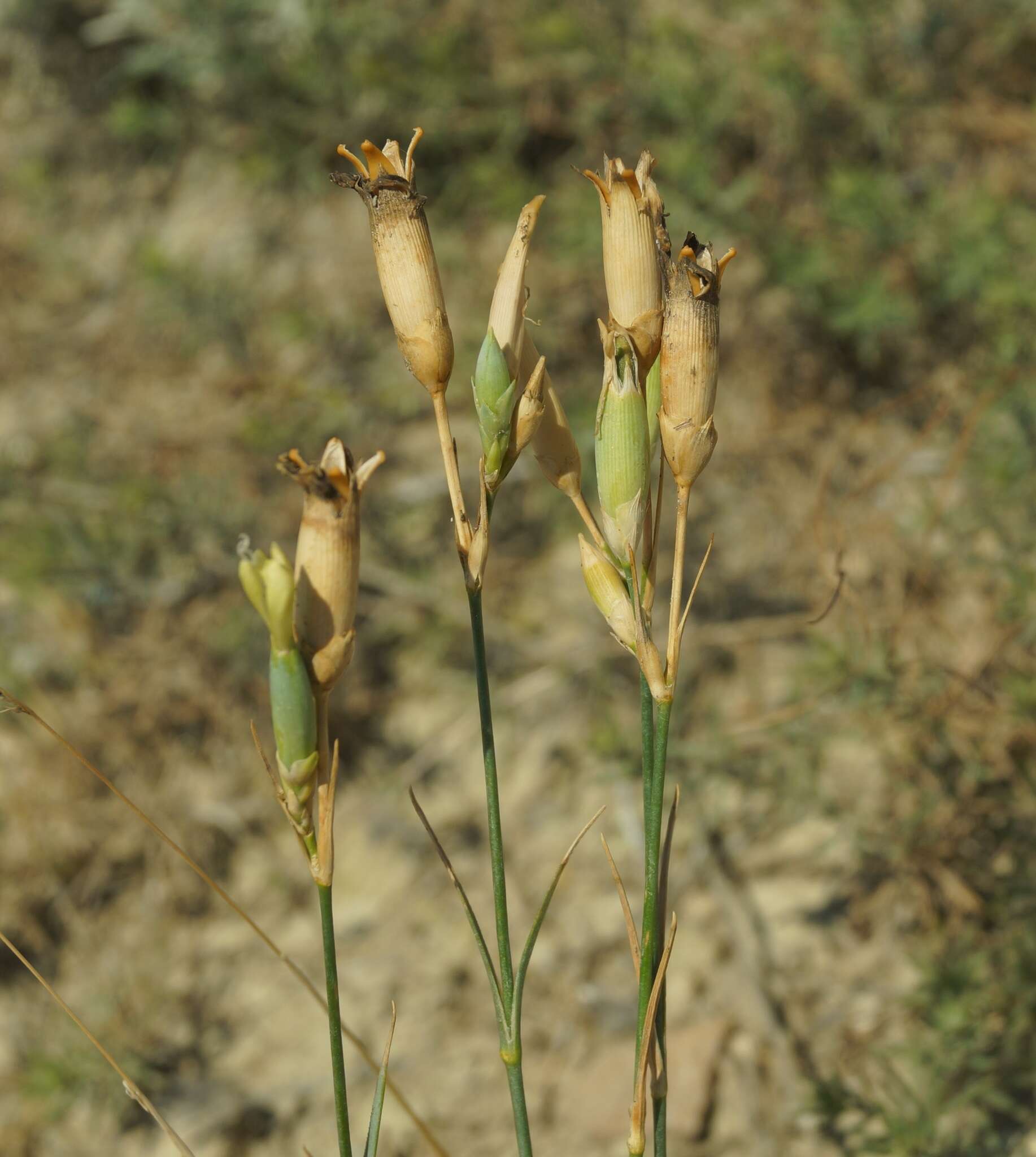 صورة Dianthus marschallii Siskin