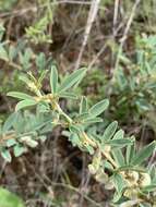 Image of Ptycholobium contortum (N. E. Br.) Brummitt