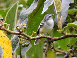 Plancia ëd Mecocerculus stictopterus (Sclater & PL 1859)