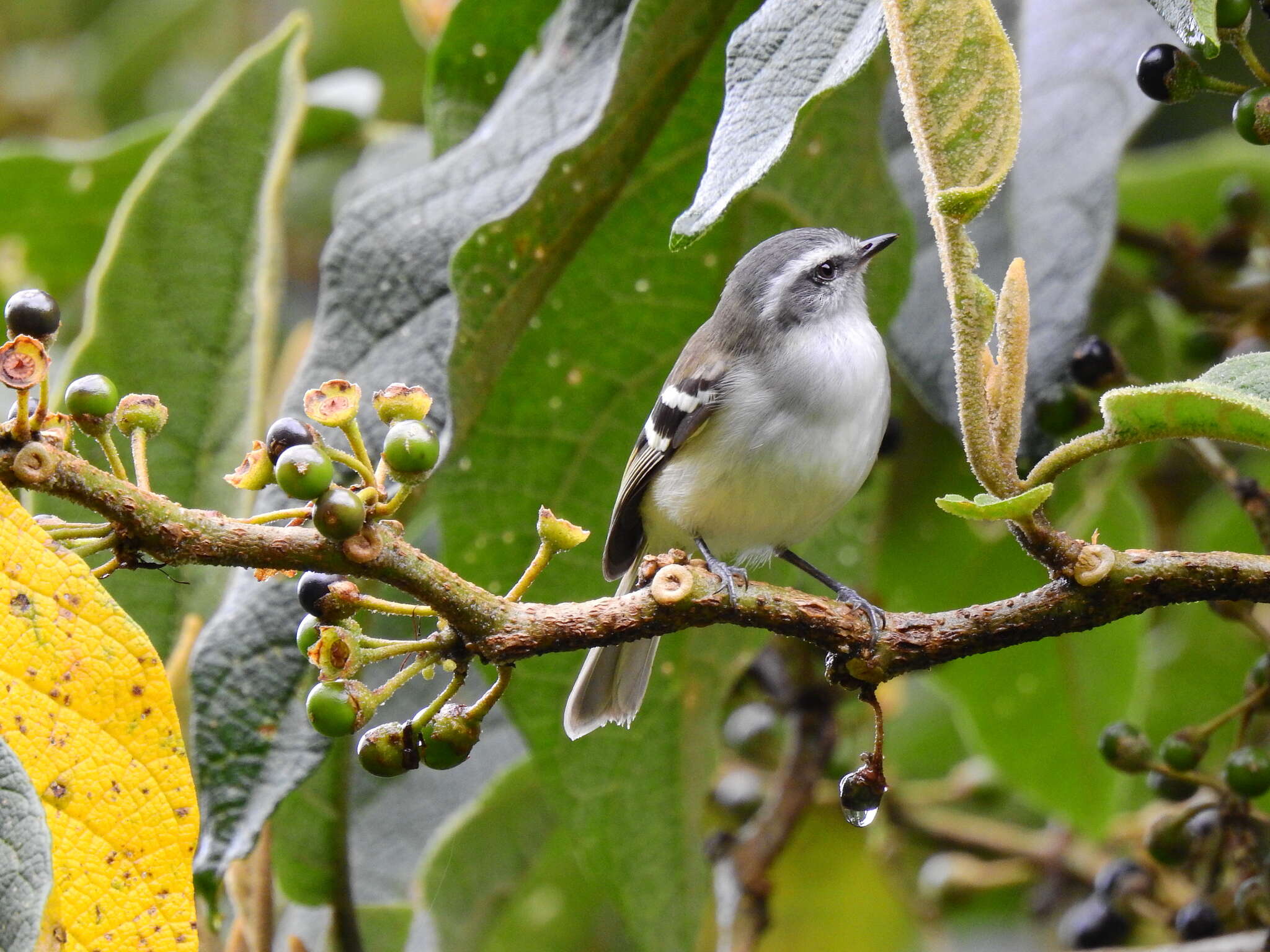 Image of White-banded Tyrannulet