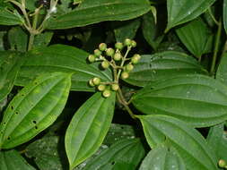 Image of Miconia tenuifolia