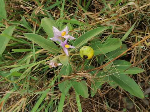 Image de Solanum campylacanthum Hochst. ex A. Rich.