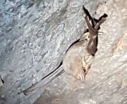 Image of Common Sheath-tailed Bat