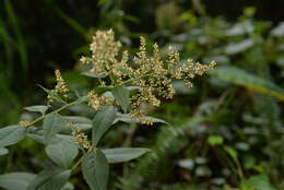 Image of Artemisia anomala S. Moore