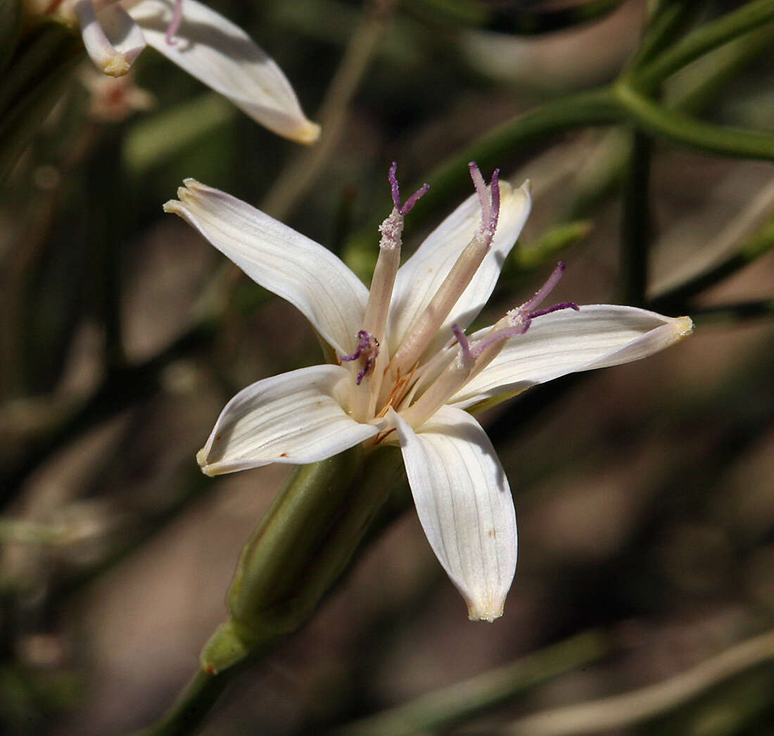 صورة Chaetadelpha