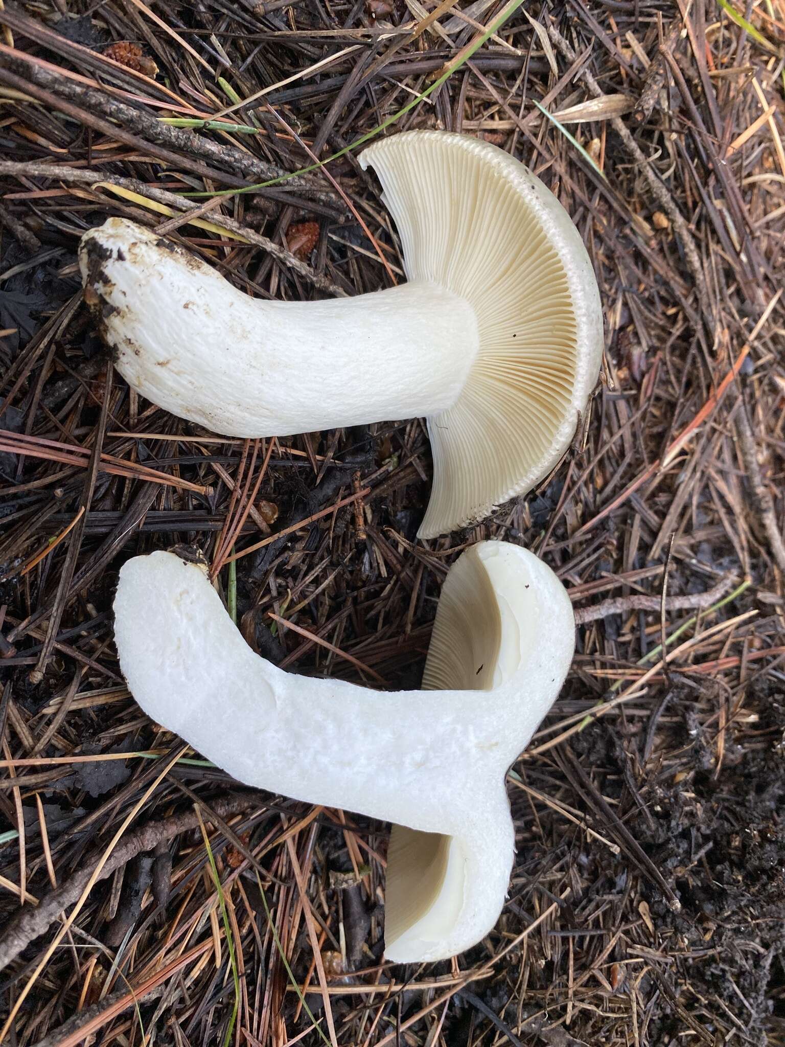 Image of Russula atroglauca Einhell. 1980