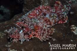 Image of Raggy scorpionfish