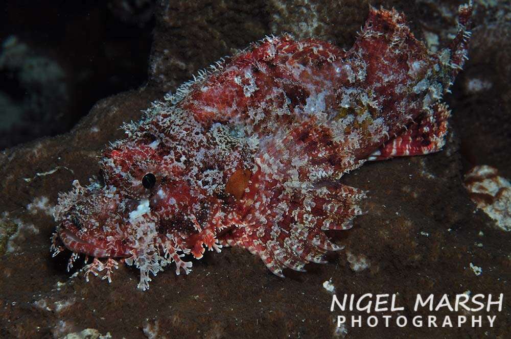 Image of Raggy scorpionfish