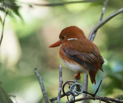 صورة Corythornis madagascariensis (Linnaeus 1766)