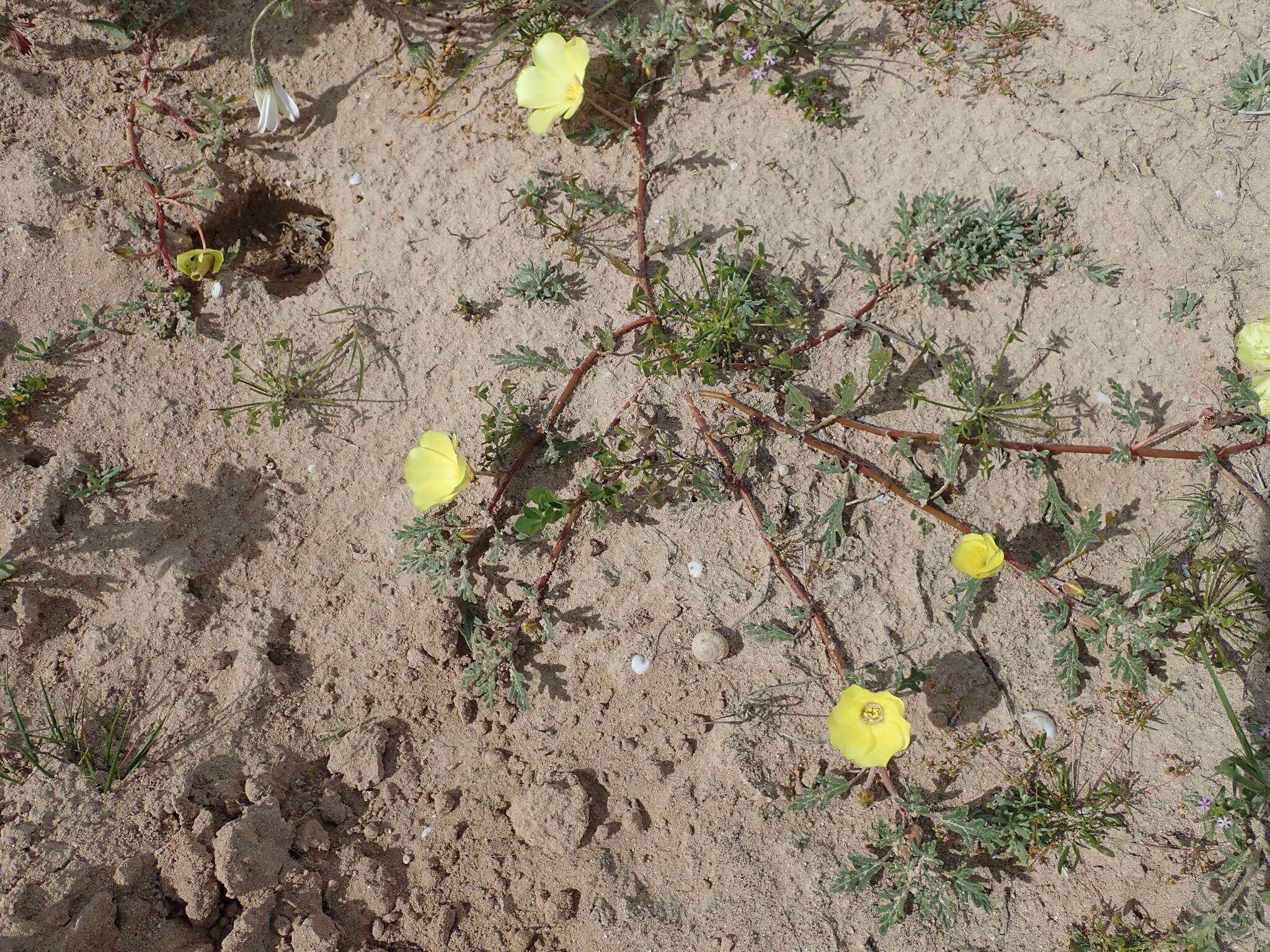 Image of Desert primrose