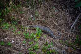 Image of Tiliqua scincoides scincoides (White 1790)