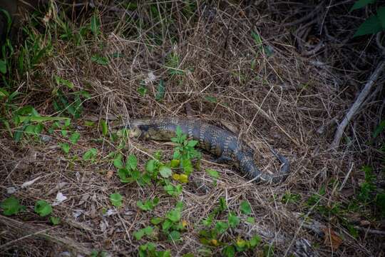 Image de Tiliqua scincoides scincoides (White 1790)