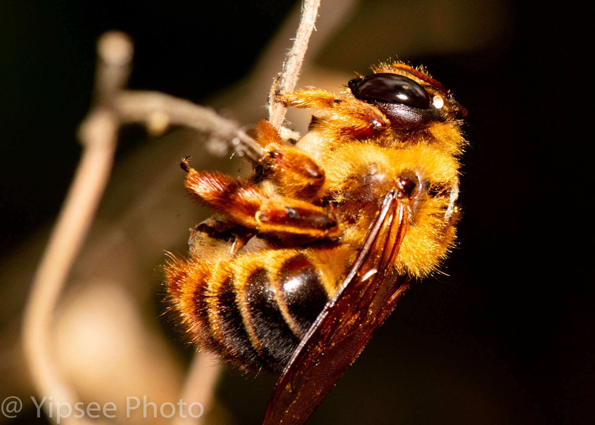 صورة Xylocopa tranquebarica (Fabricius 1804)