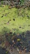 Image of Common Duckweed