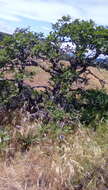 Image of Oregon white oak