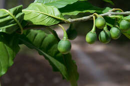 Solanum nigricans Mart. & Gal.的圖片