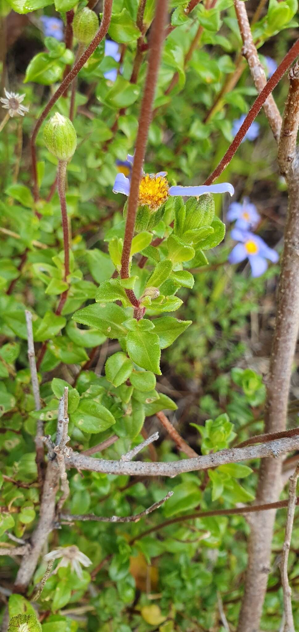 Imagem de Felicia aethiopica subsp. aethiopica