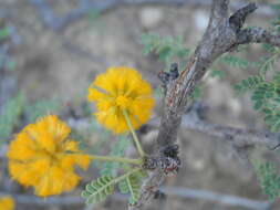 Image of Vachellia pacensis (Rudd & A. M. Carter) Seigler & Ebinger