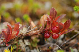 Image de Arctostaphylos alpinus (L.) Sprengel