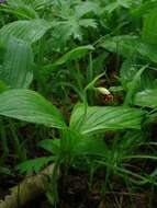 Image of Spotted lady slipper