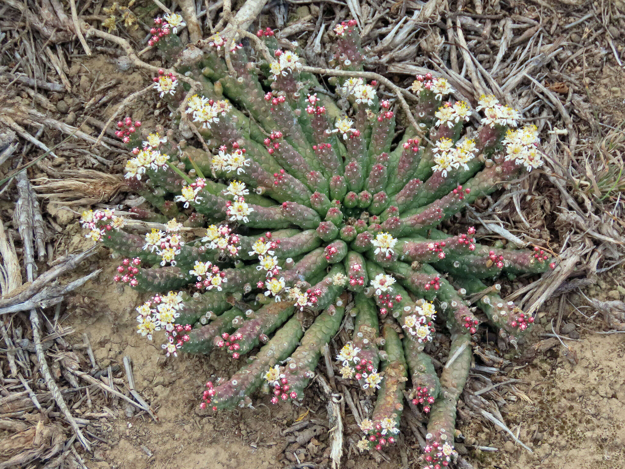 Image of Euphorbia inermis Mill.