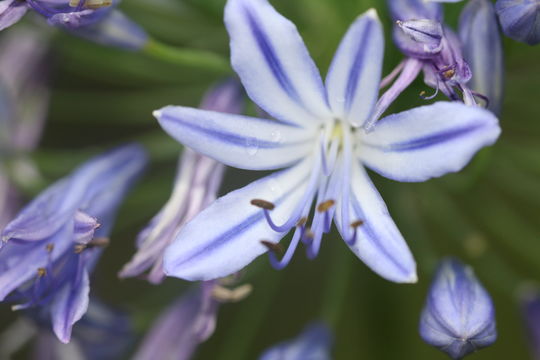 Image of African-lily