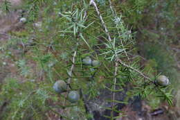 Image of Prickly Juniper