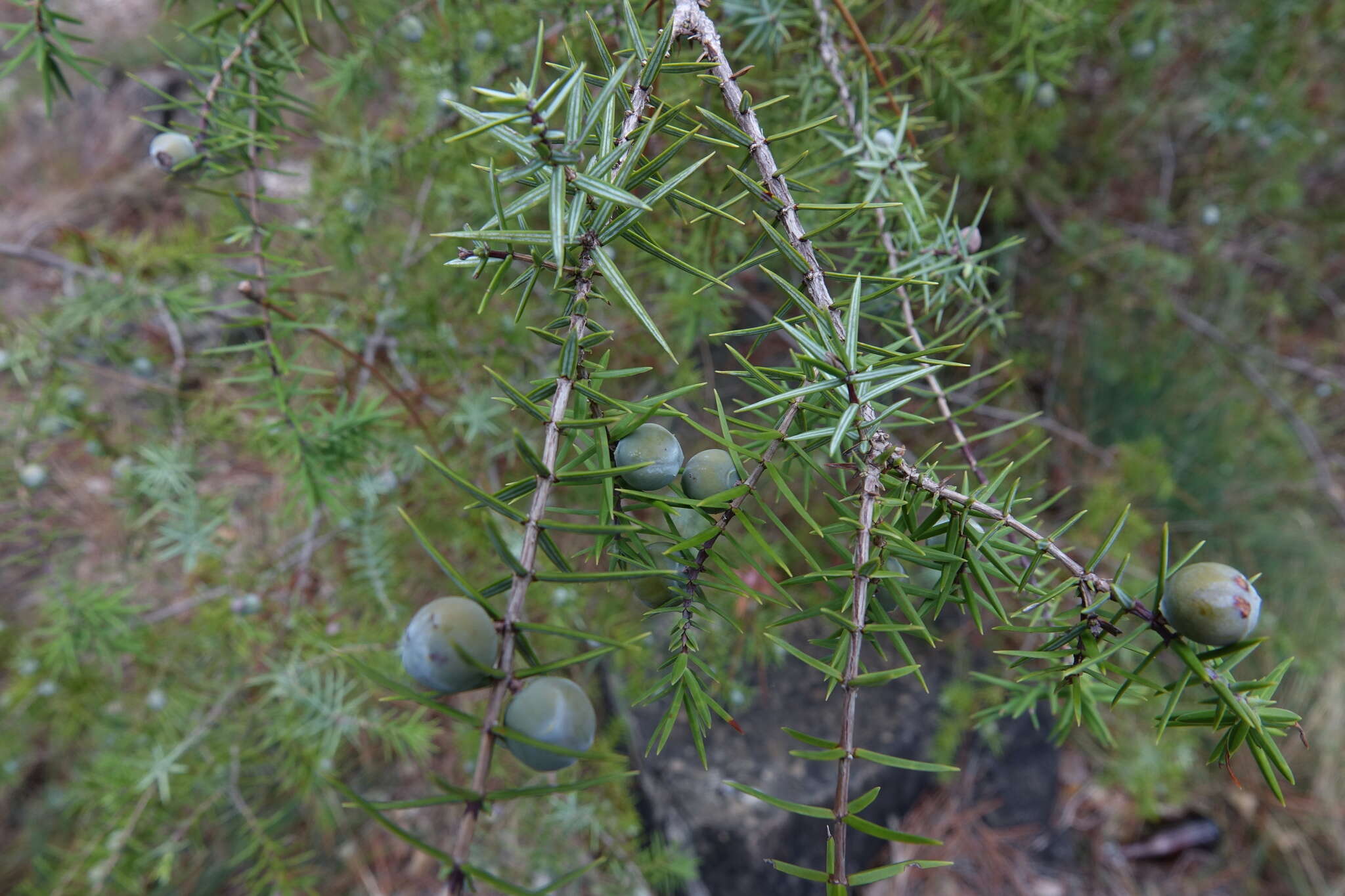 Image of Prickly Juniper