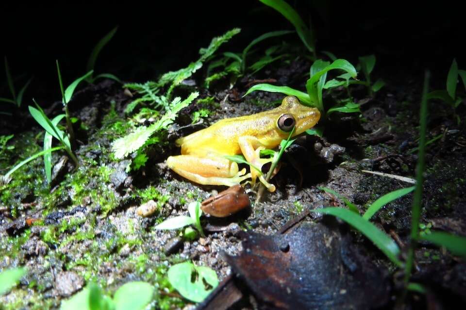 Image of Sipurio Snouted Treefrog