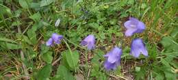 Image of Campanula rhomboidalis L.