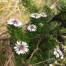 Imagem de Olearia ballii (F. Müll.) F. Müll. ex Hemsl.