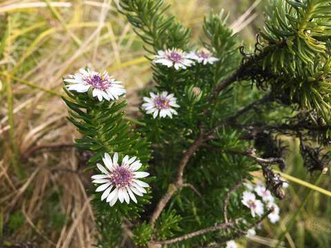 Image of Olearia ballii (F. Müll.) F. Müll. ex Hemsl.