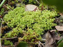 Image of barbula moss