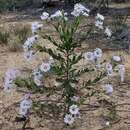 Imagem de Olearia rudis (Benth.) F. Müll.