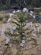 Image de Olearia rudis (Benth.) F. Müll.