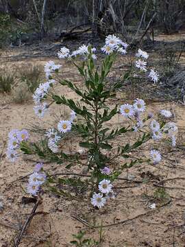 Image of Olearia rudis (Benth.) F. Müll.