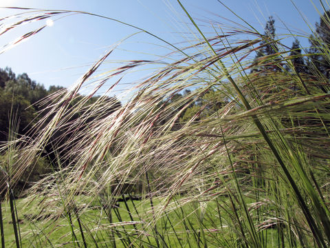 Image of nodding needlegrass