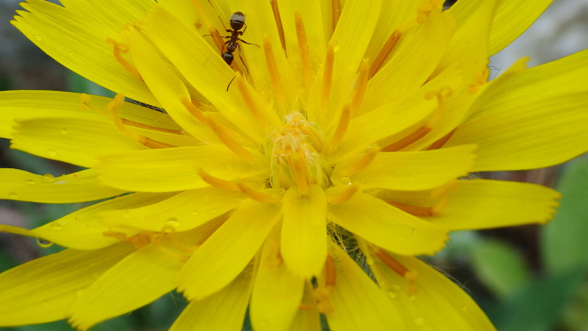 Image of pale agoseris