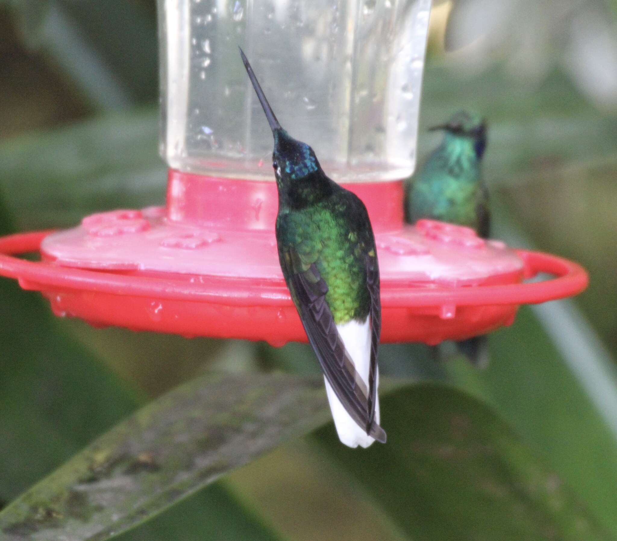 Image of White-tailed Starfrontlet