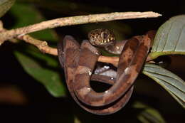 Image of Neotropical Snail-eater