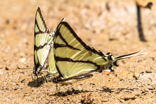 Image of Eurytides bellerophon (Dalman 1823)