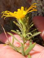 Image of stiffleaf false goldenaster