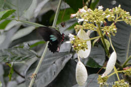 Parides sesostris (Cramer (1779))的圖片