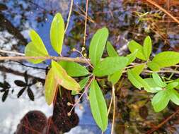 Image of Climbing Fetterbush