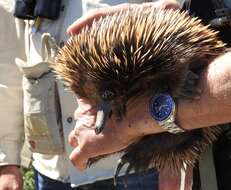 Image of Short-beaked Echidnas