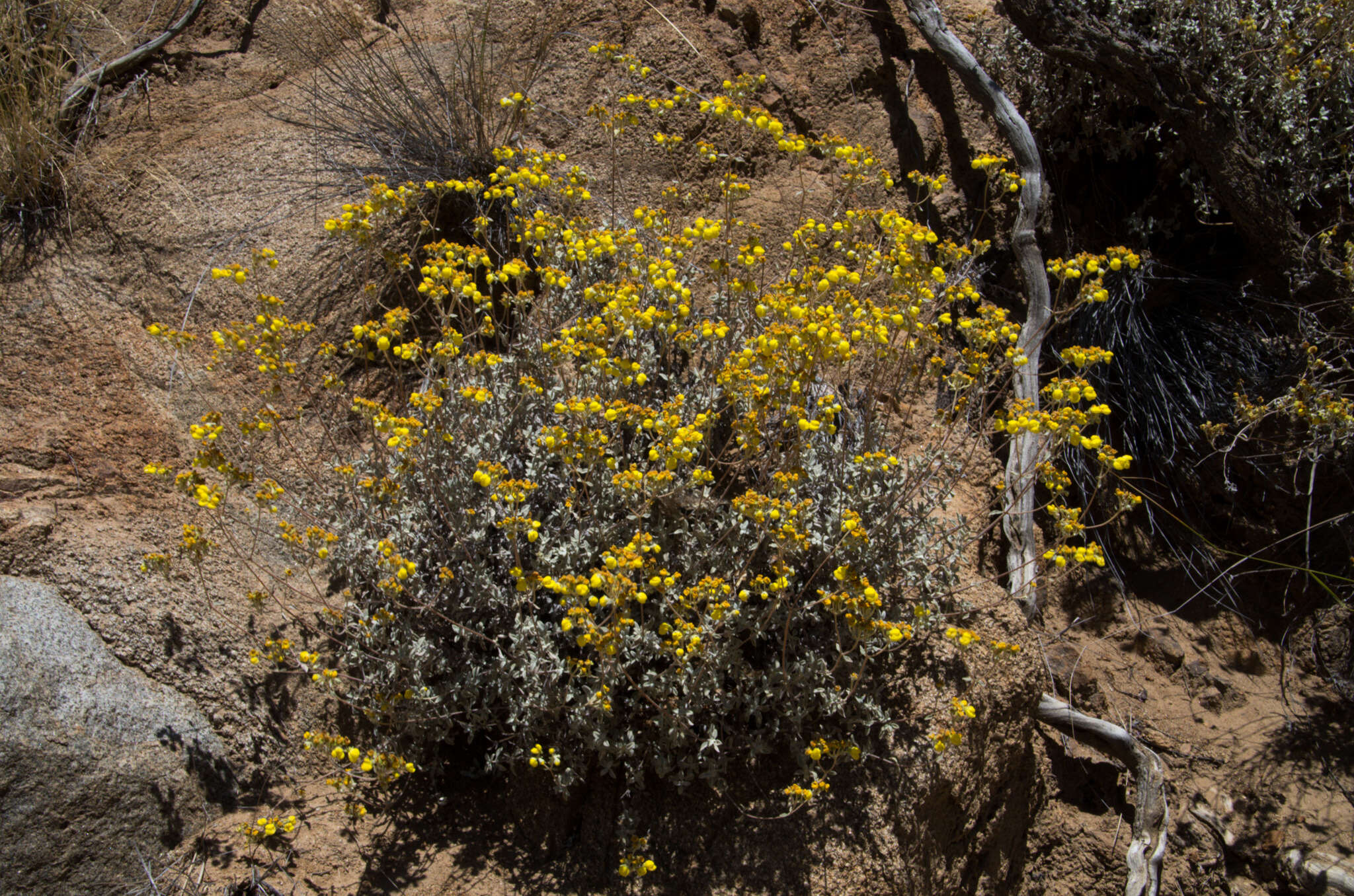 Image of Calceolaria polifolia Hook.