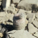 Image of Echinocereus primolanatus N. P. Taylor