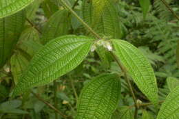 Image of Miconia dentata