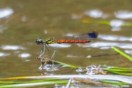 Image of Libellago aurantiaca (Selys 1859)